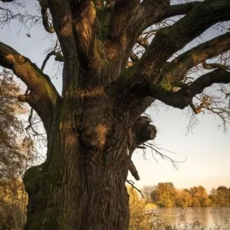 Apartamento In Niedergurig Mit Grill- Sauna Und Gart By Interhome *