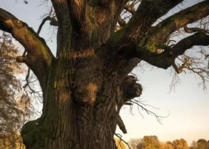 Apartman In Niedergurig Mit Grill- Sauna Und Gart By Interhome *